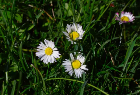 daisy