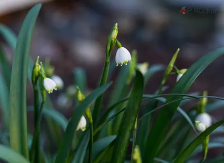 spring snowflake