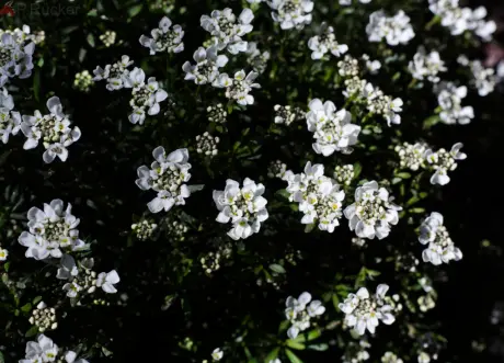 candytuft