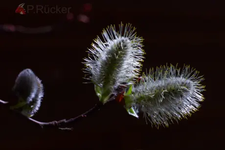 pussy willow