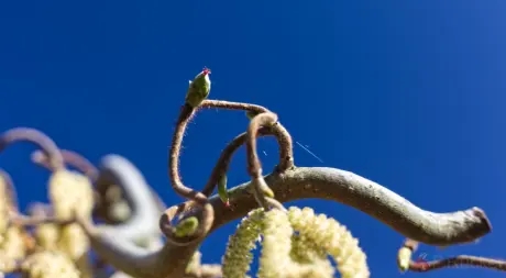 blossom of hazelnut