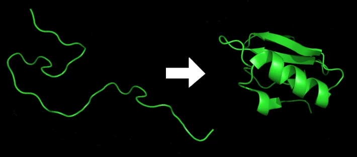 Illustration of the process of protein folding