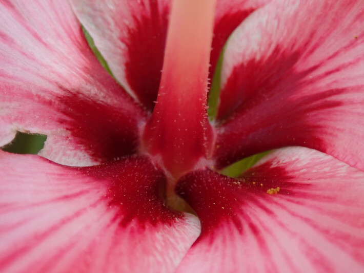 red flower macro photo