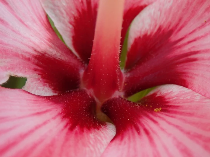 red flower macro photo