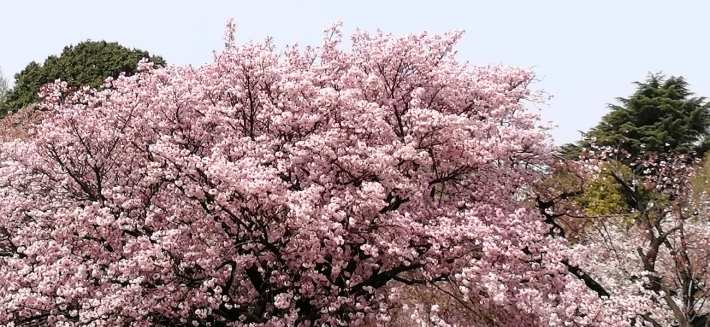 cherry blossom tree