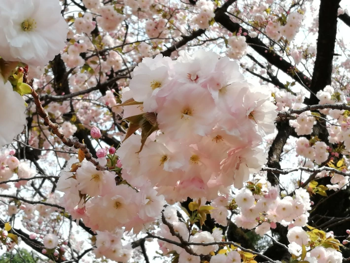 cherry blossom close up