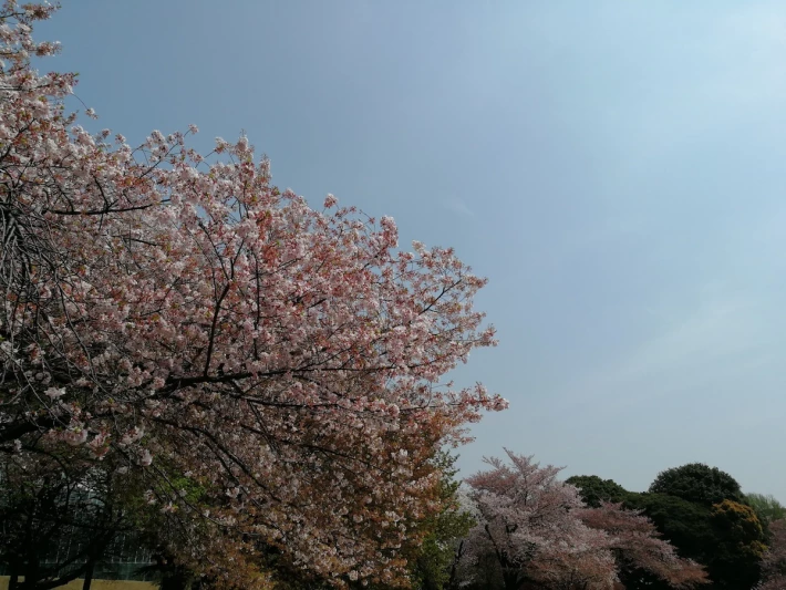 cherry blossom against sjy