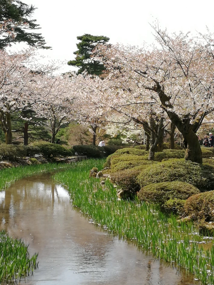cherry blossom and stream