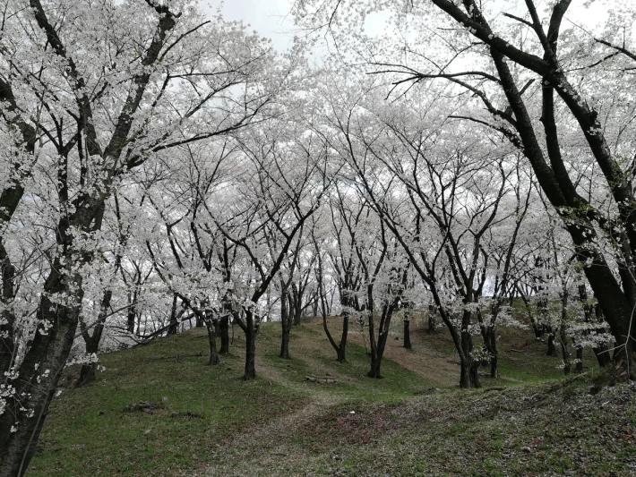 cherry blossom forest
