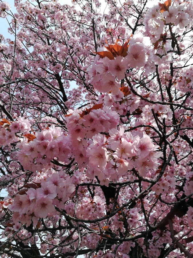 pink blossom
