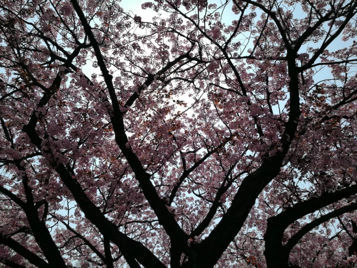 blossom against sun