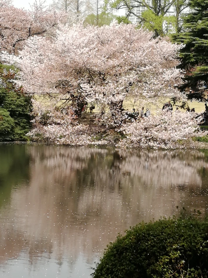 cherry blossom pond