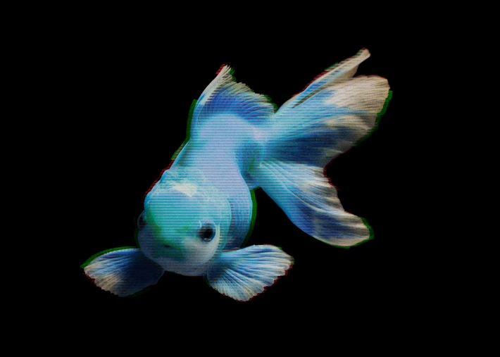 Blue Fish glitch art