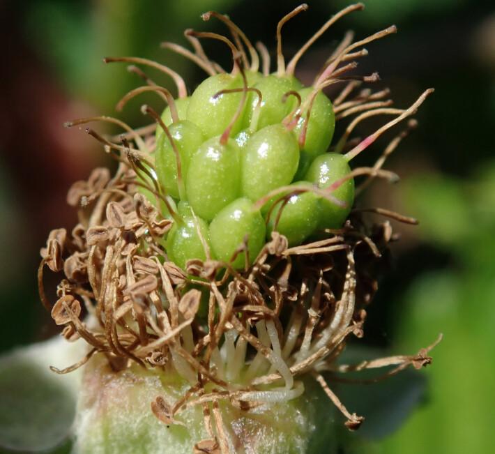 dewberry macro