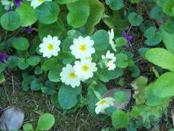 Wild primoroses in my garden