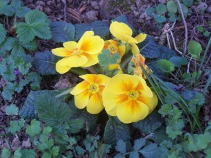 yellow primrose in my garden