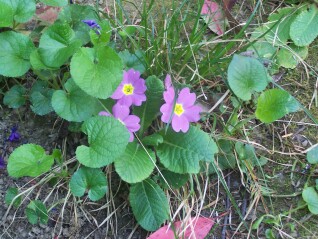 Hybrid? primrose of my garden