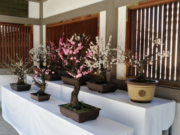 Bonsai
