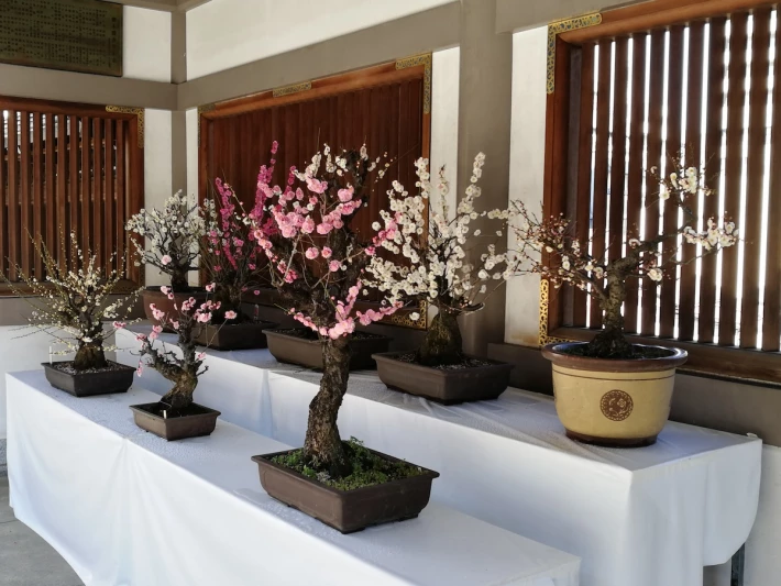 Bonsai