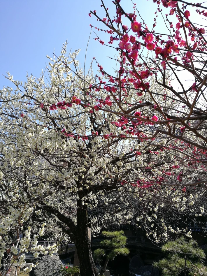 colourful plum trees
