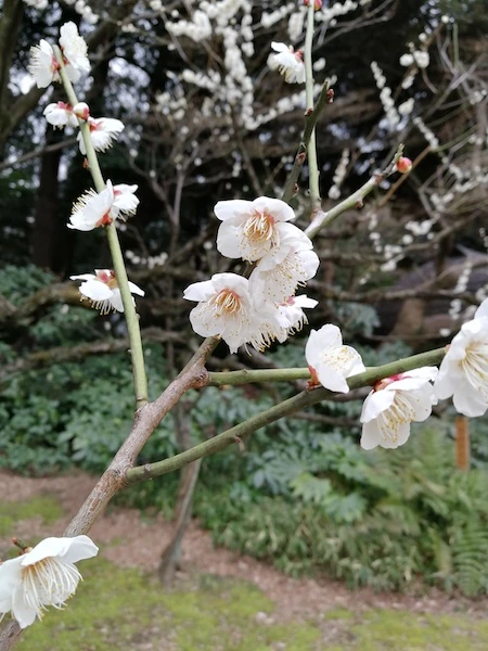 plum petal