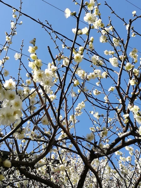 plum blue sky