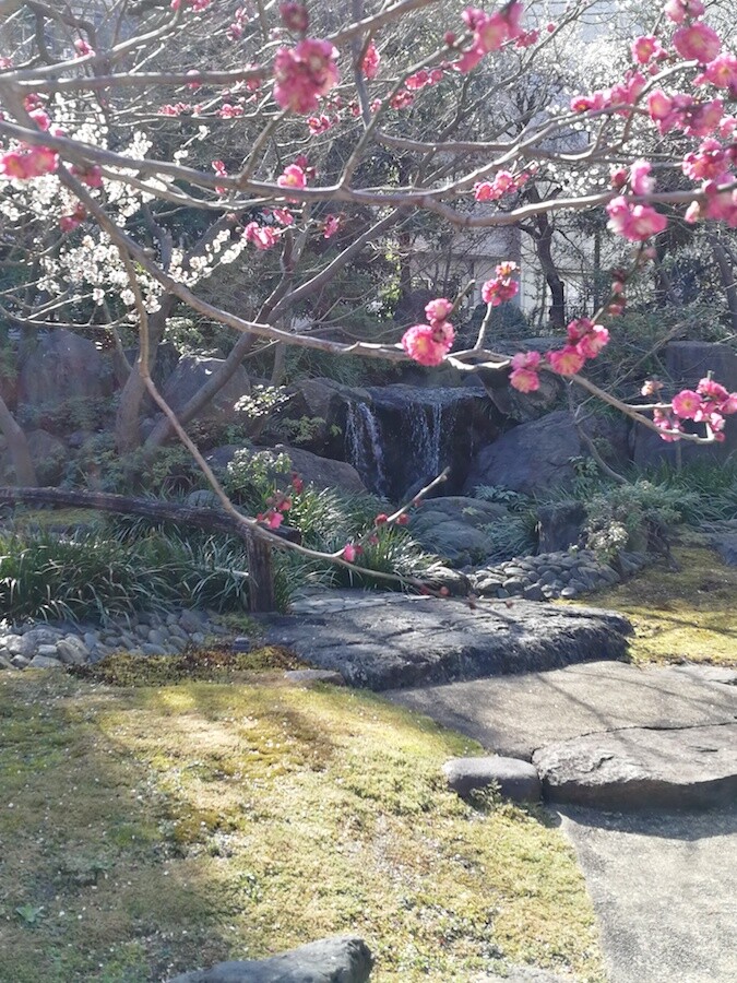 plum tree and waterfall