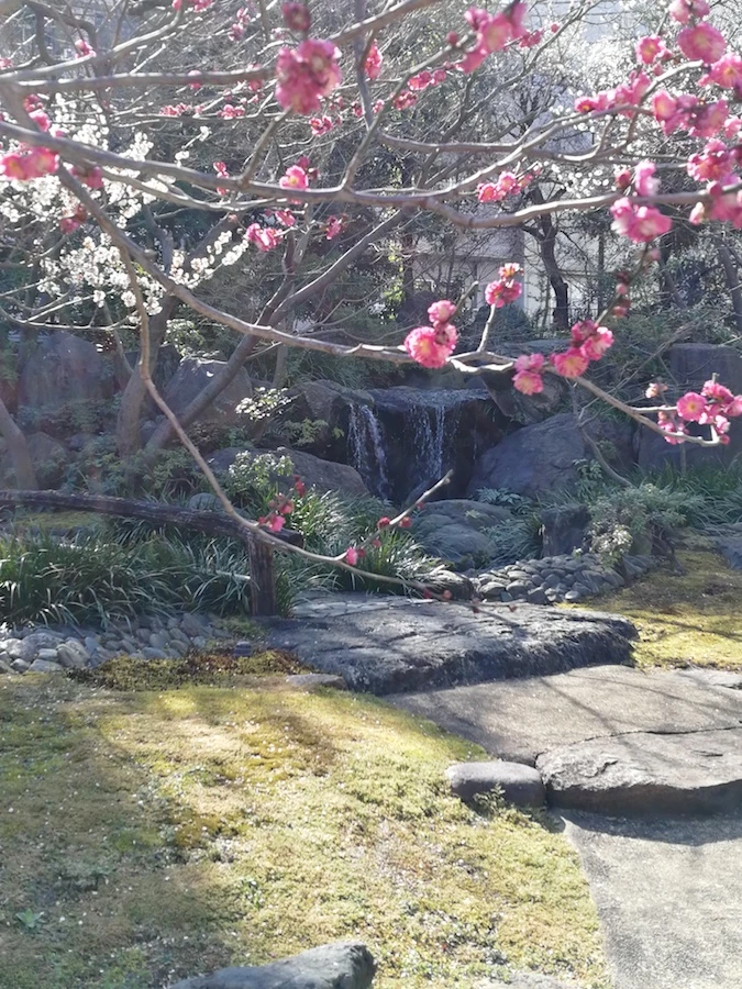 plum tree and waterfall