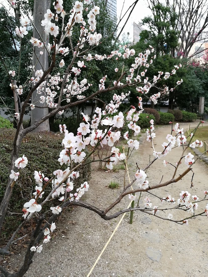 blossom tree