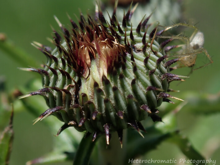 cactus flower macro