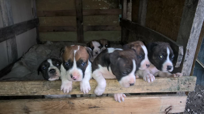 puppies