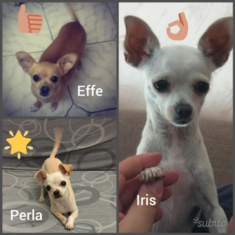chihuahua