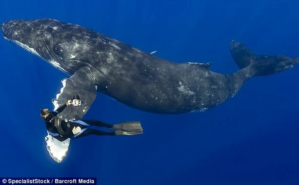 DailyMail UK Article Swimming w 50ft Hump Back Whale