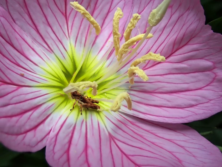 pink lady primrose with grasshopper