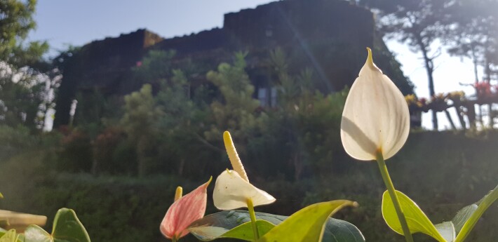 flower