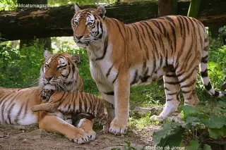 Tiger family
