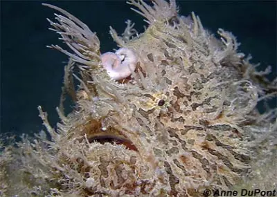Anglerfish in a