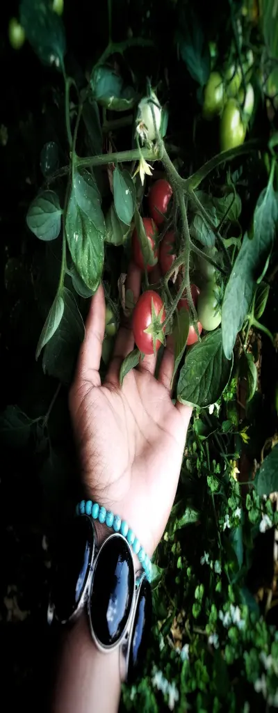 growing food during crisis