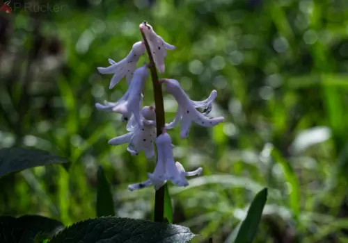 hyacinth