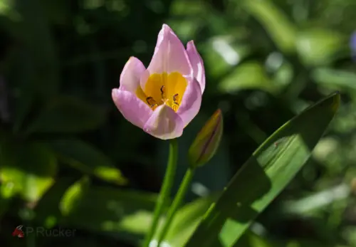 natural tulip