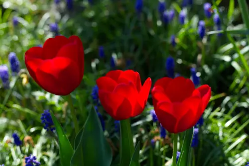 tulip