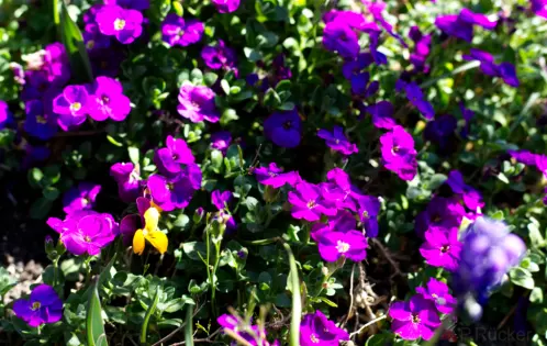 aubretia