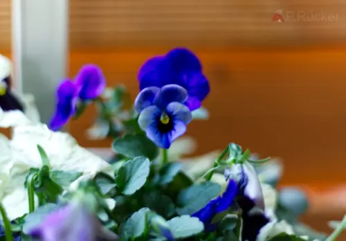 horned violet
