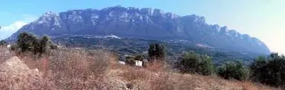 alburni