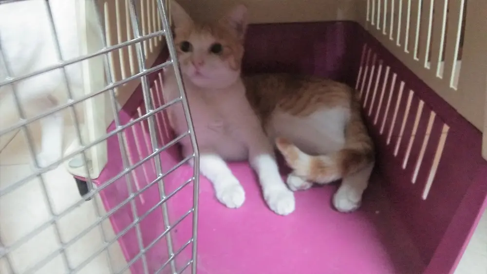 cat Garu, bitcoin cat