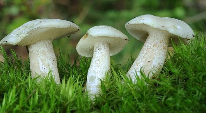 190903265-88a6cb3bf0d873d9ade6f76e85ef4a70215aa5aae578fd577f99b9c290fb271c.jpeg