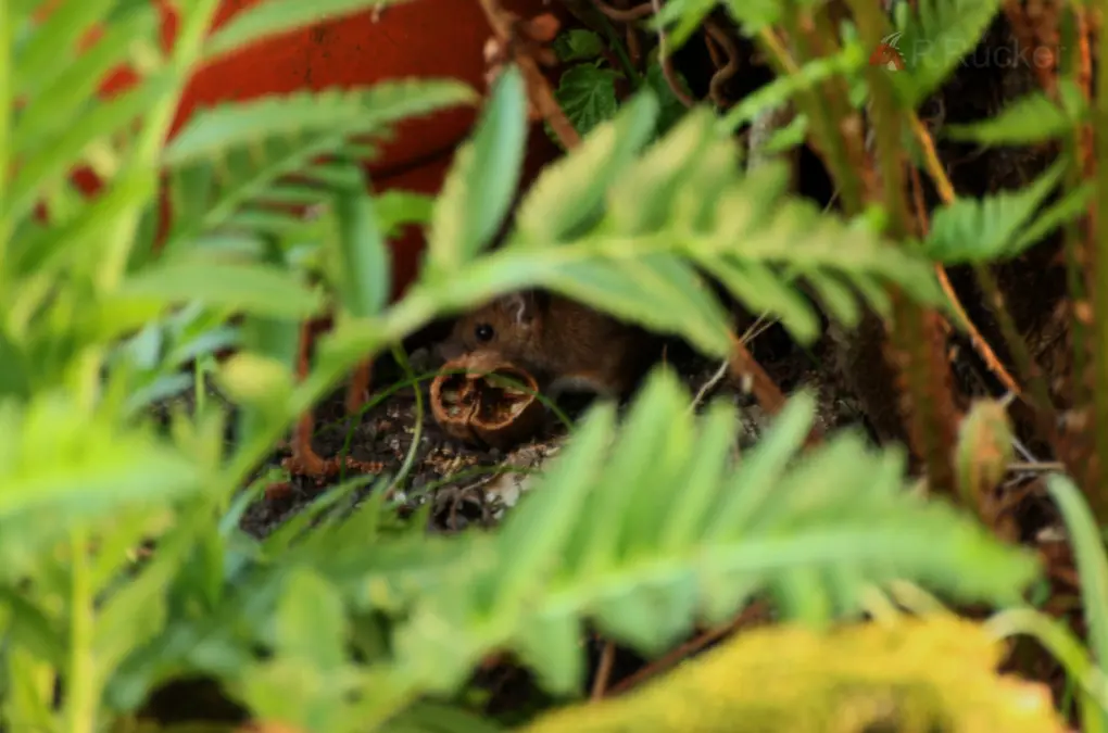 mouse in the garden