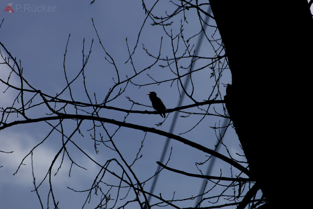 bird in tree