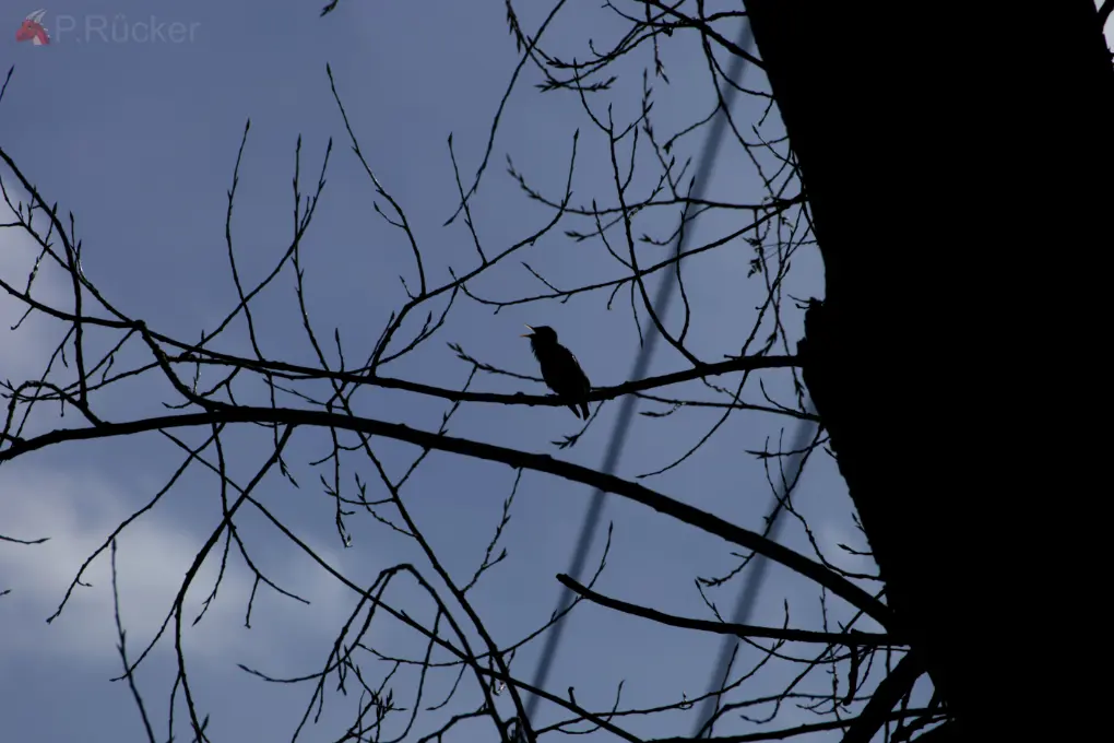 bird in tree