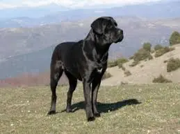 cane